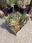 Preview: Echinocereus hempelii